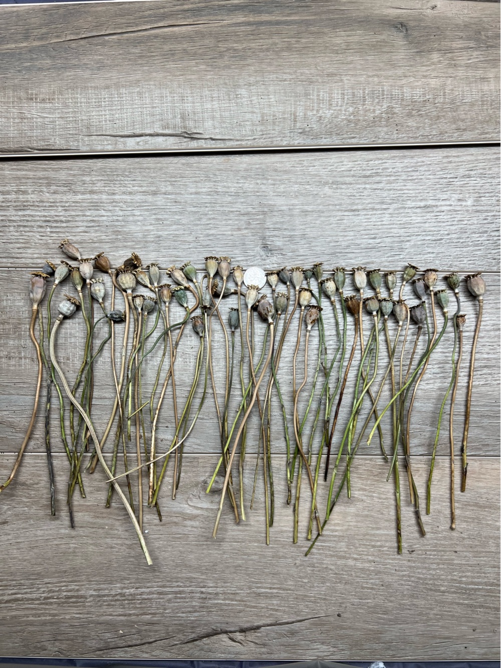Natural Dried Poppy Pods Bundle - Green/Tan Home Accent